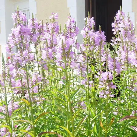 Le Clos D'etretat Les Loges (Seine-Maritime)