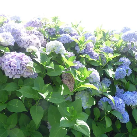 Le Clos D'etretat Bed & Breakfast Les Loges (Seine-Maritime)