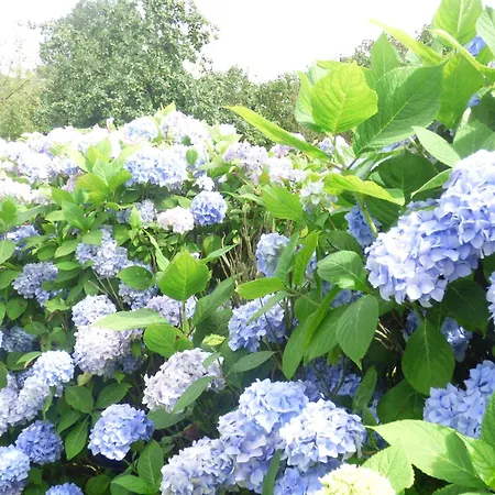Le Clos D'etretat Bed & Breakfast
