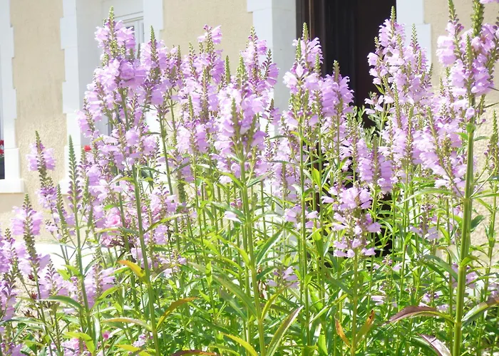 Le Clos D'etretat Les Loges (Seine-Maritime)